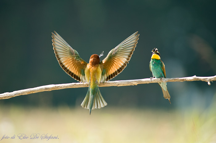 Gruccioni (Merops apiaster)