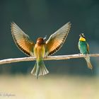 Gruccioni (Merops apiaster)