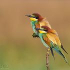 Gruccioni (Merops apiaster)