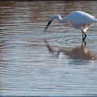 Grue à la pêche