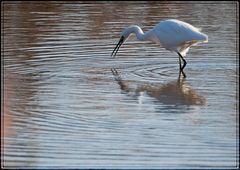 Grue à la pêche