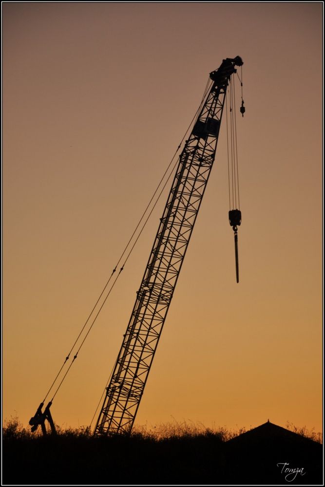 grue au levé du soleil