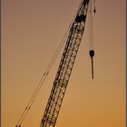 grue au levé du soleil