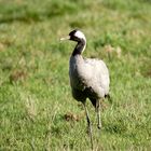 GRUE CENDRÉE  MANQUANT   UNE PATTE 