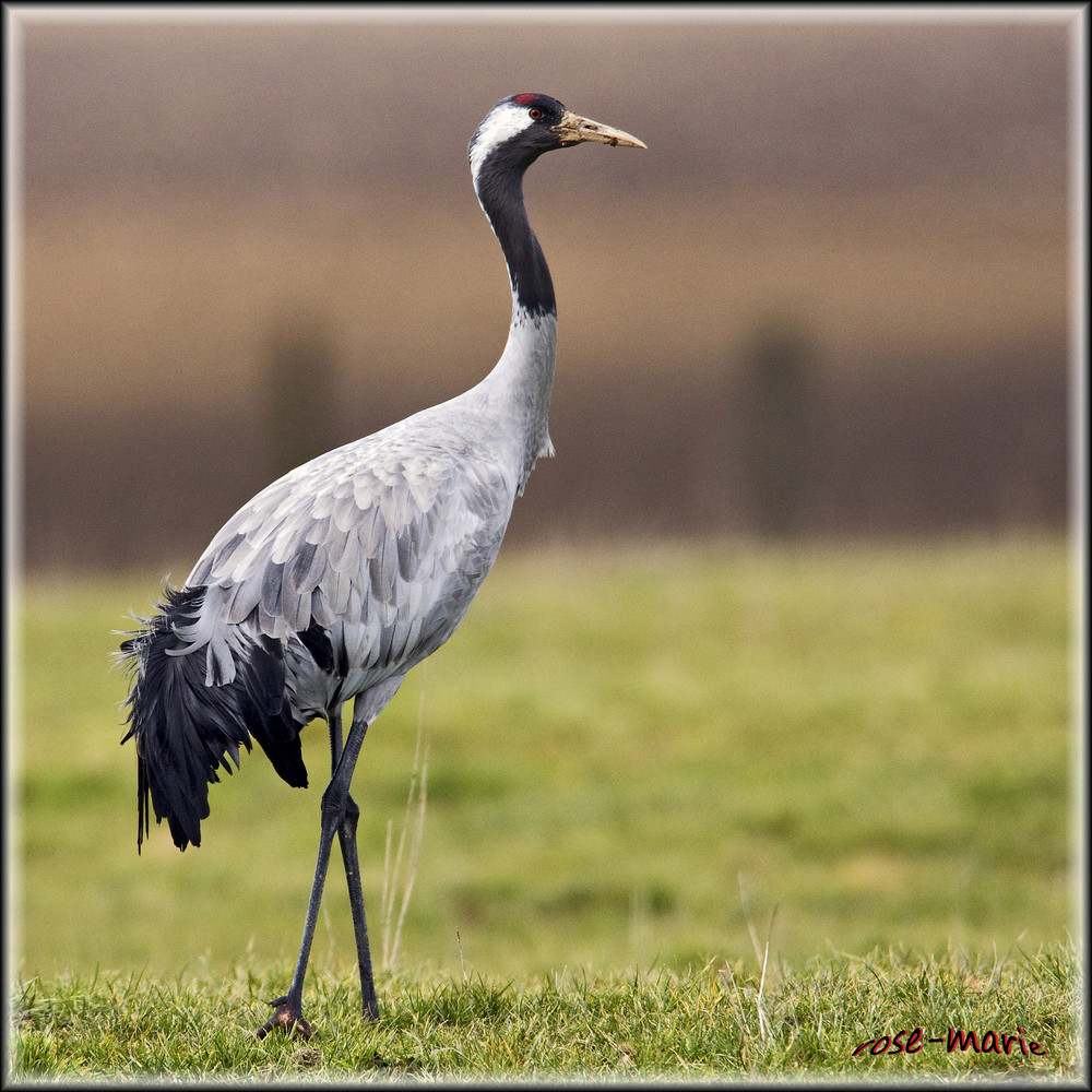 Grue cendr e photo et image animaux animaux sauvages Grue cendr e photo et image animaux animaux sauvages