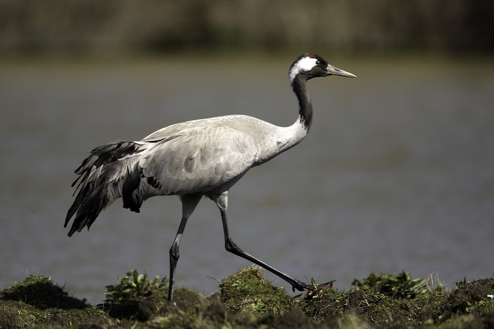 Grue cendr e photo et image nature Images fotocommunity Grue cendr e photo et image nature Images fotocommunity