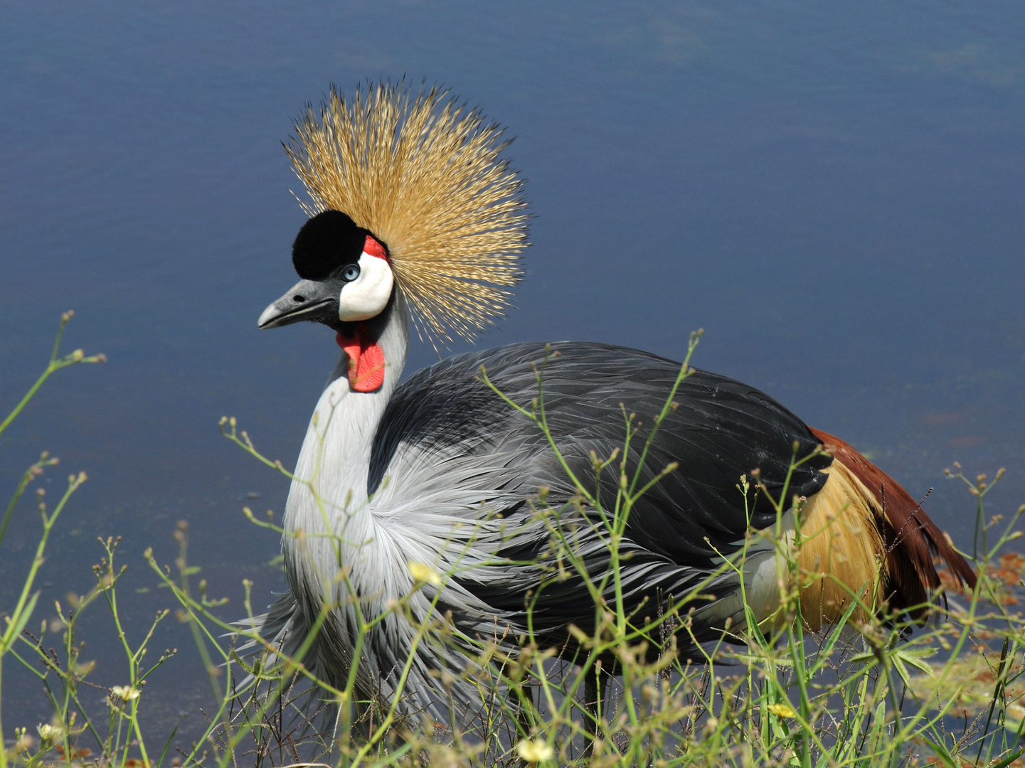 Grue Royale photo et image | animaux, animaux sauvages, oiseaux Images