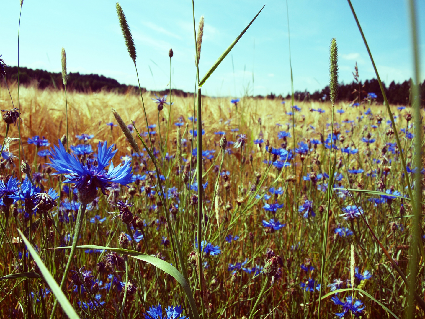 Grüazi Sommer