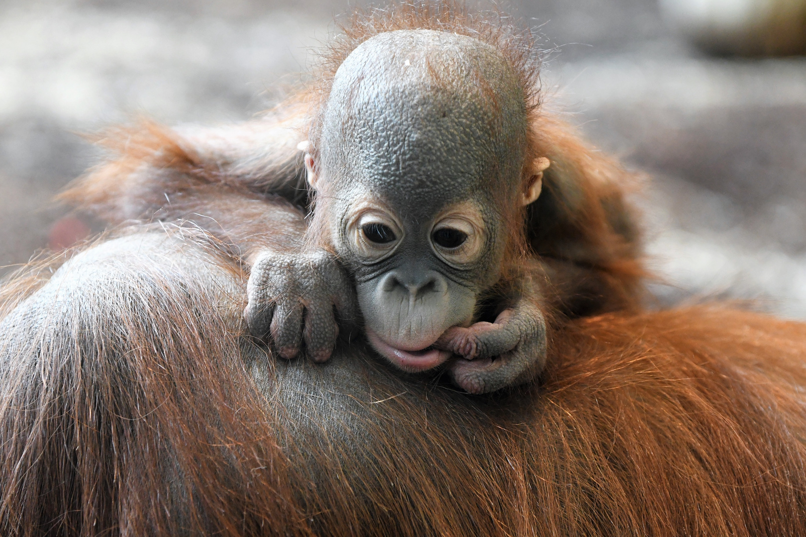 Grübel, grübel Foto & Bild tiere, zoo, wildpark & falknerei