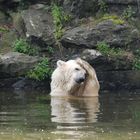 Grübelnder Eisbär