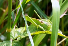 Grühe kleine Monster