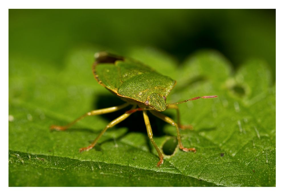 Grün Foto & Bild tiere, wildlife, insekten Bilder auf Grün Foto & Bild tiere, wildlife, insekten Bilder auf