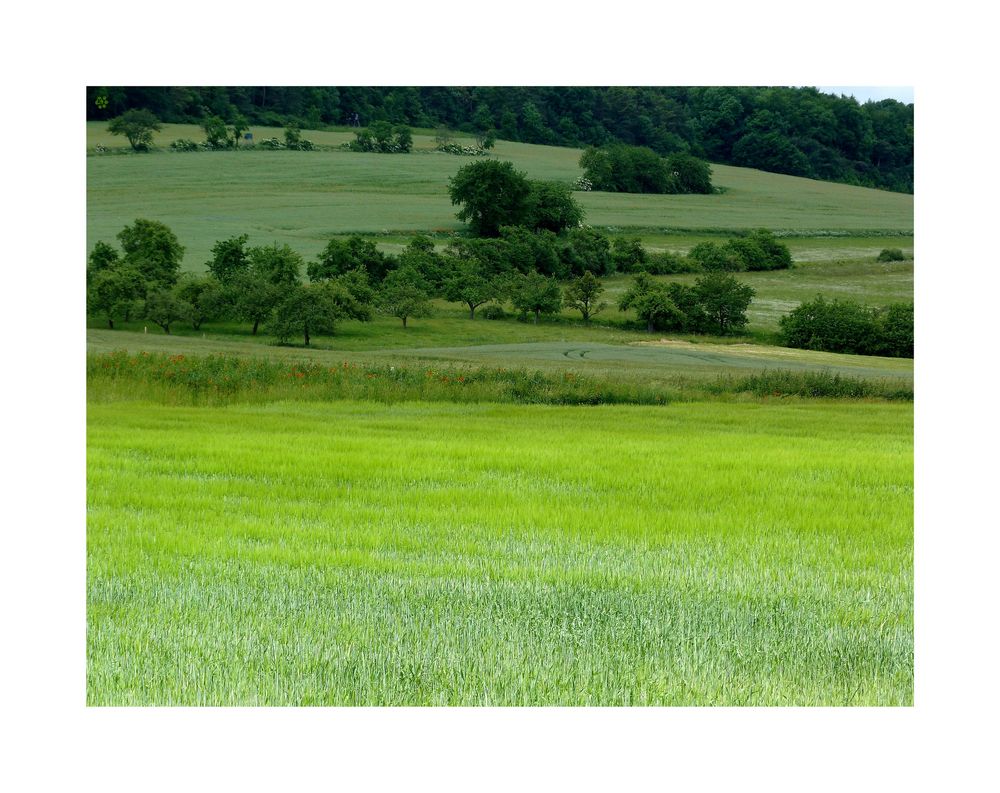 Grün * Foto & Bild | landschaft, Äcker, felder & wiesen, heimat