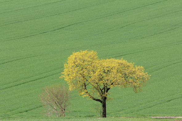 grün