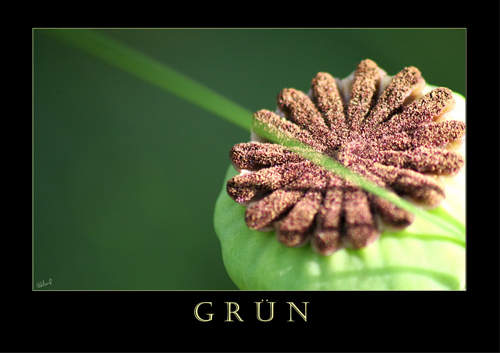 GRÜN