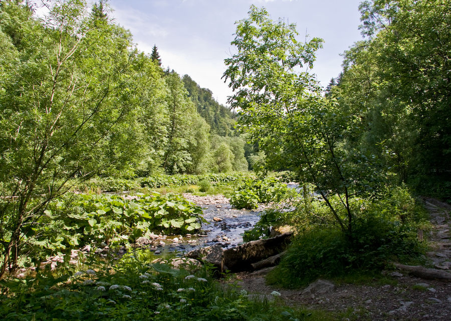 Grün an der Wutach