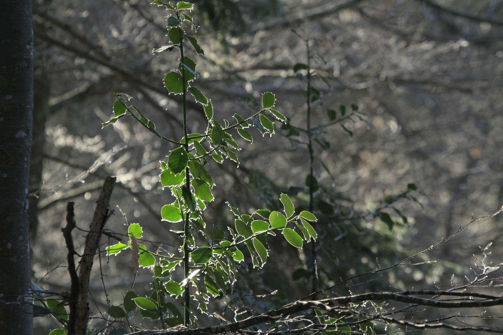 Grün, auch im Winter