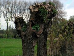 Grün auf Baum