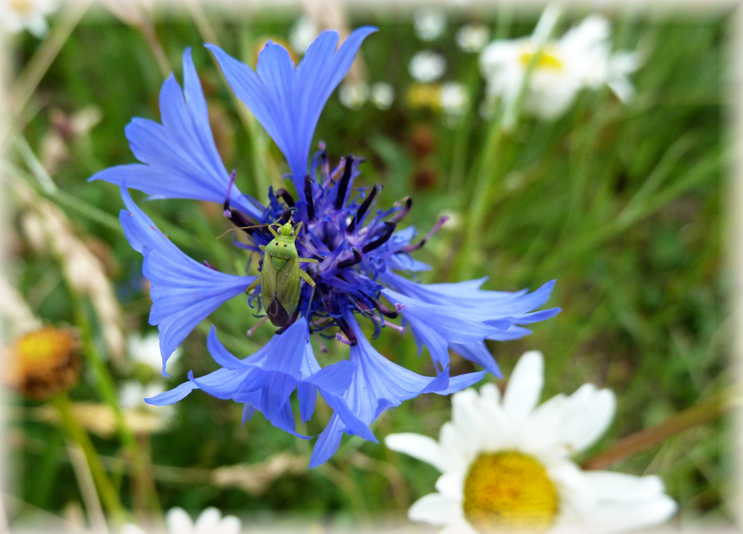 Grün auf Blau