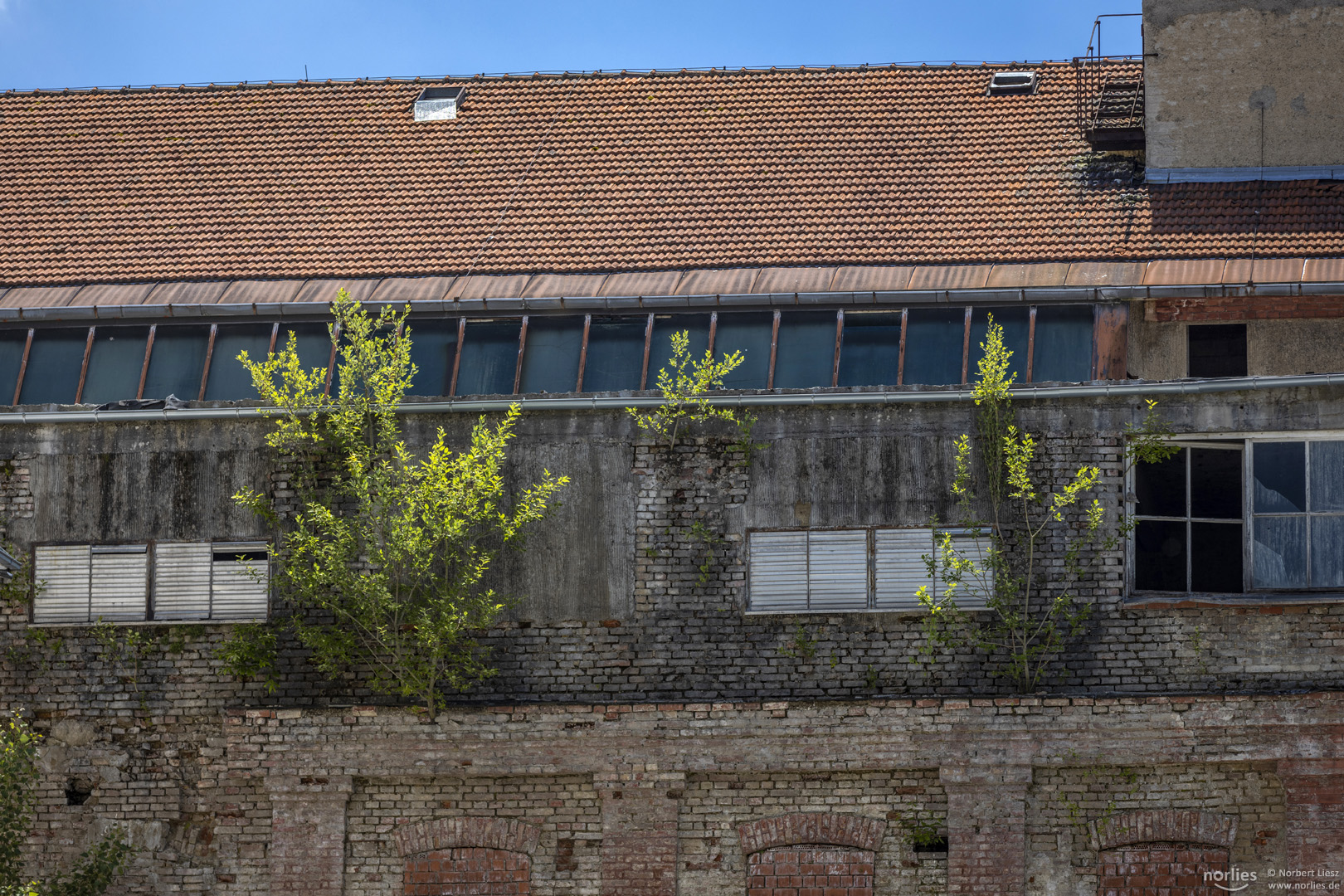 Grün auf der Mauer