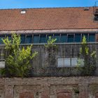 Grün auf der Mauer