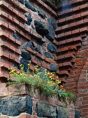 Grün auf der Mauer