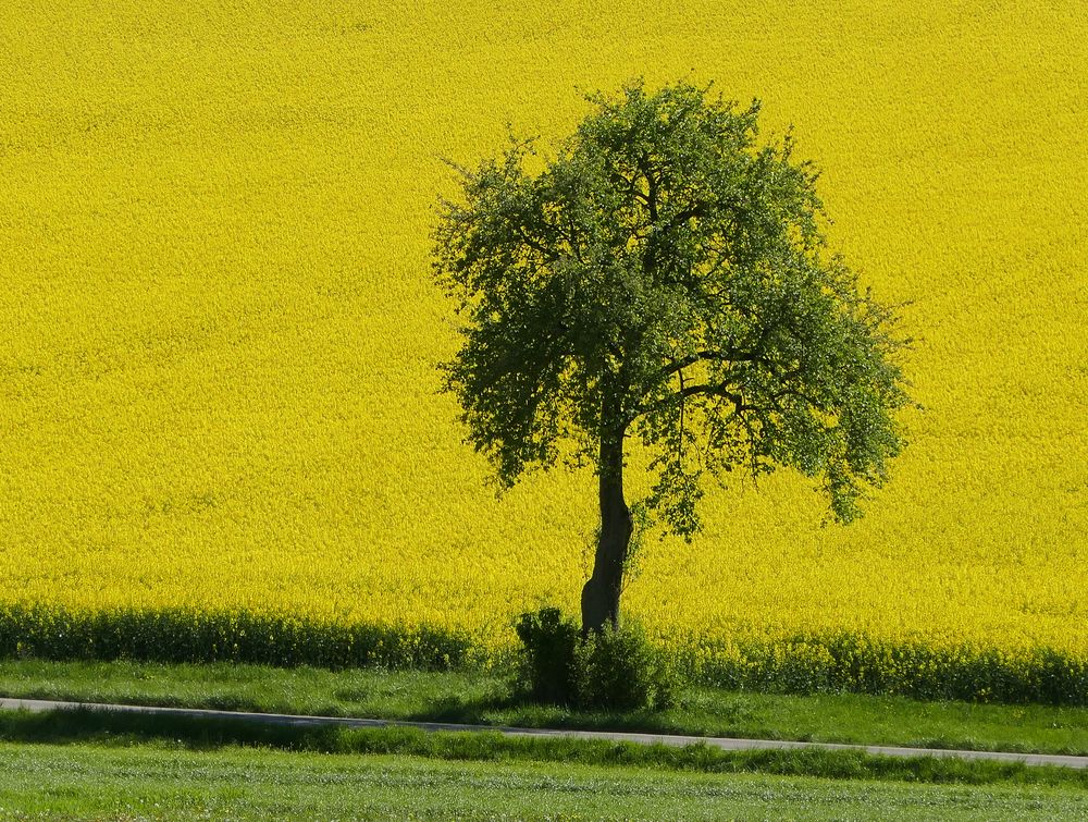 Grün auf gelb