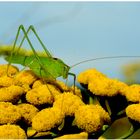 Grün auf gelb- warscheinlich ein großes grünes Heupferd