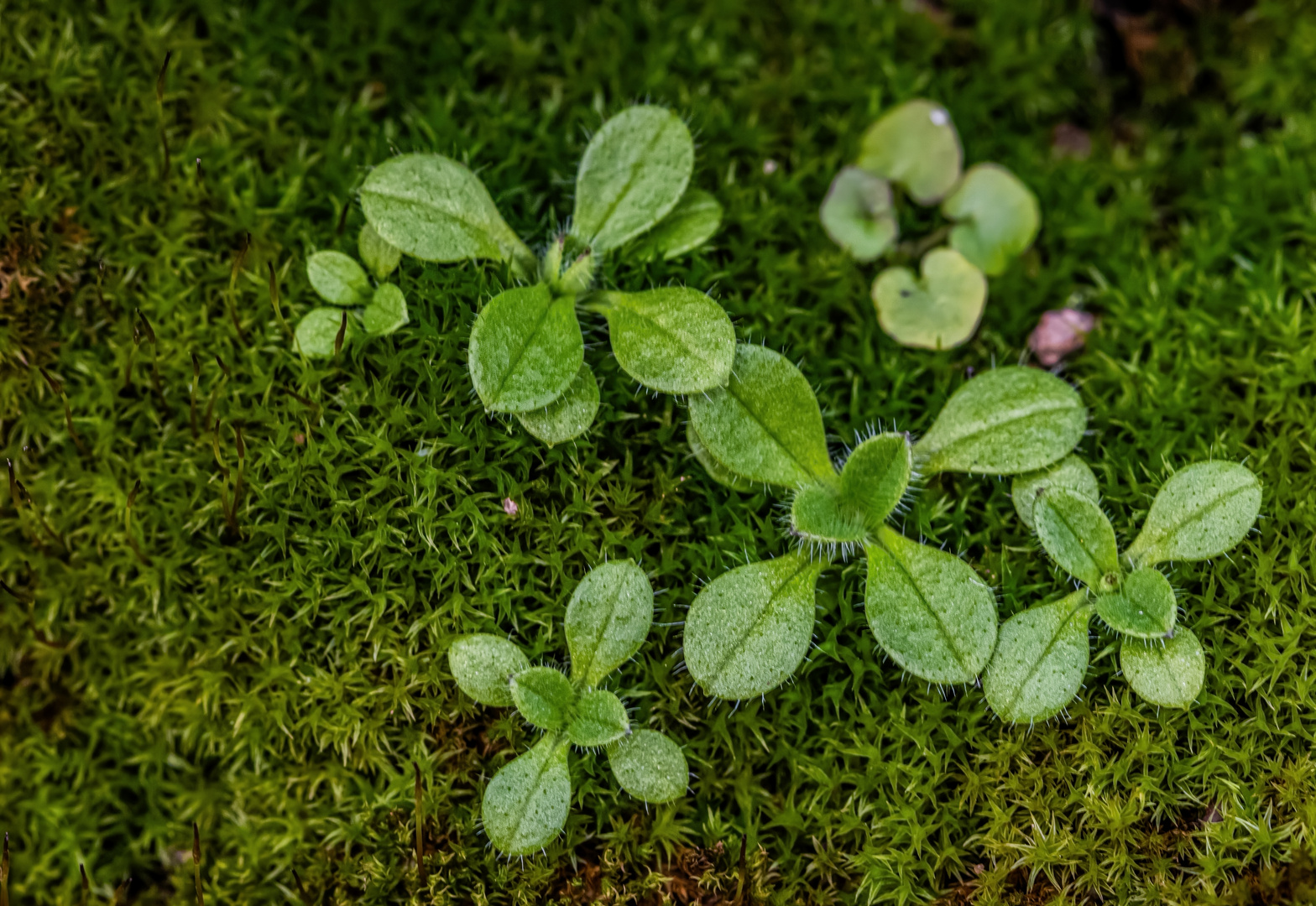 Grün auf grün