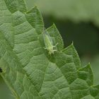 Grün auf Grün - ein Blattfloh (Psylloidea)