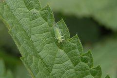 Grün auf Grün - ein Blattfloh (Psylloidea)