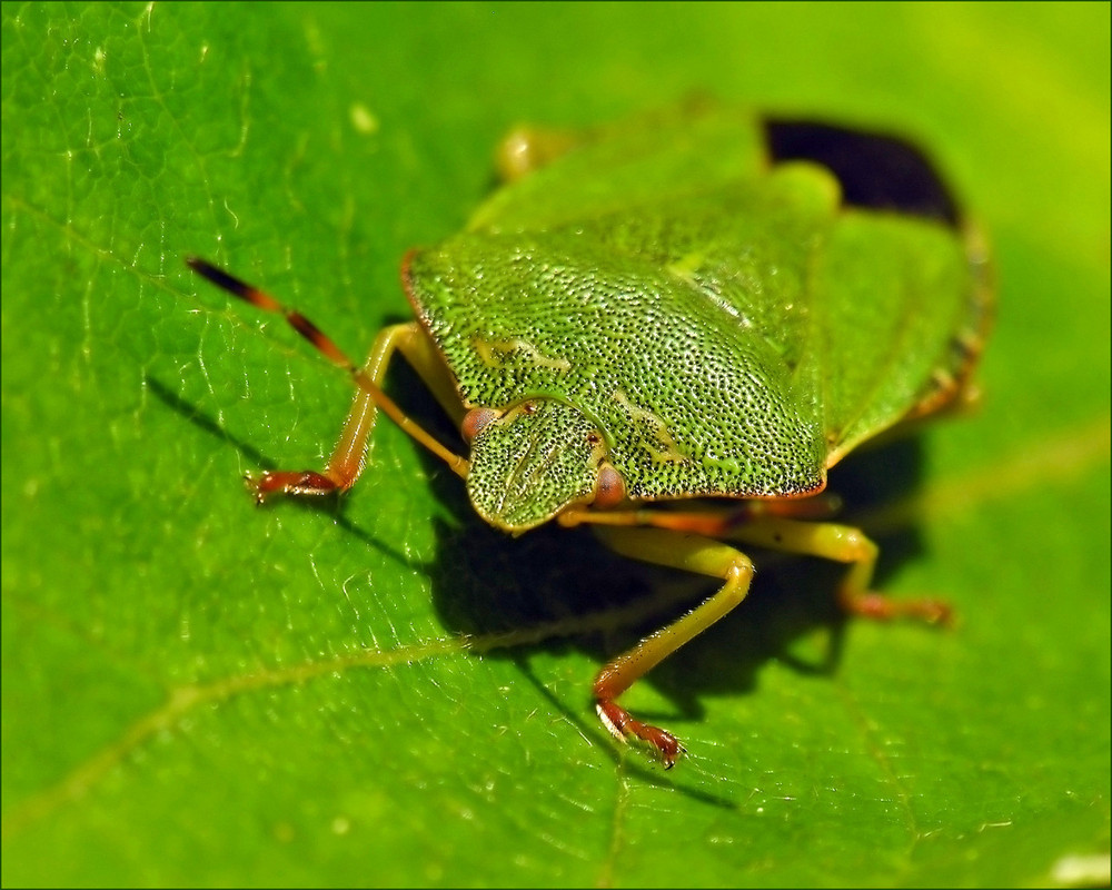 Grün auf Grün  -  in green and green