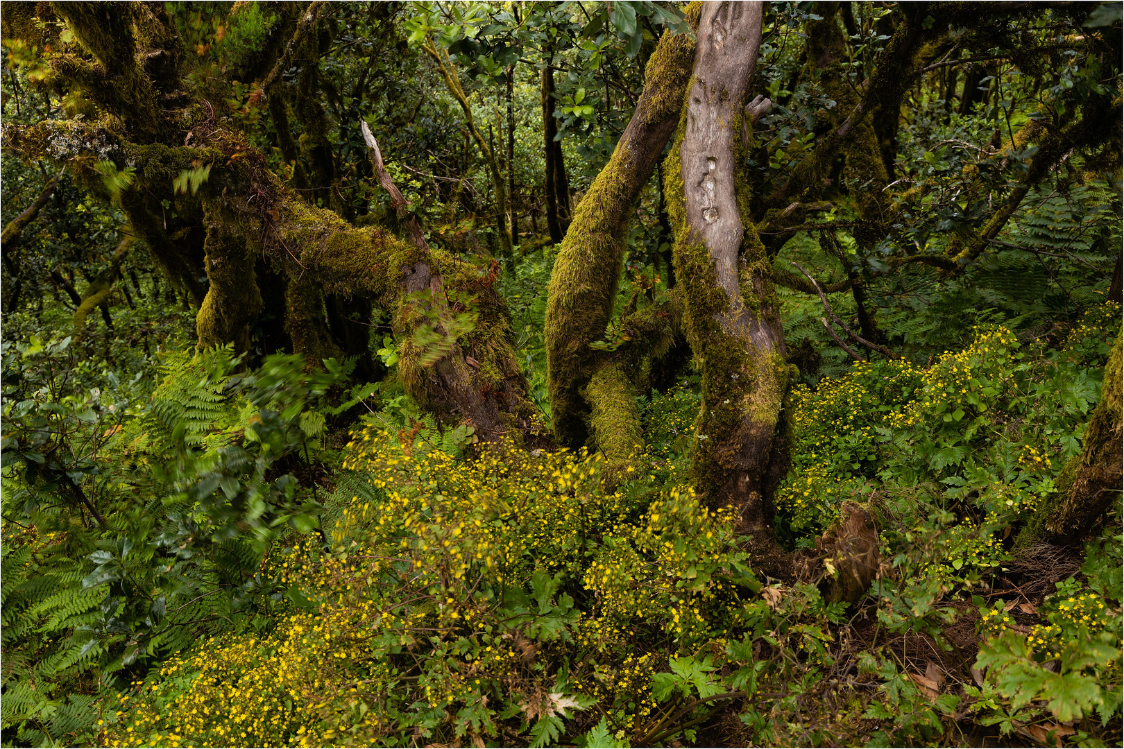 "grün" auf La Gomera I