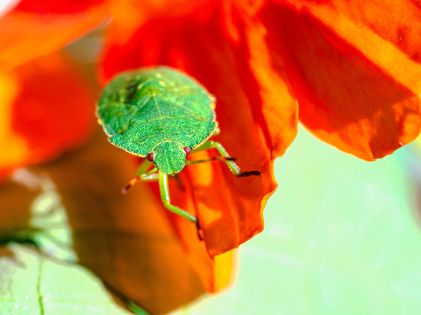 Grün auf Orange