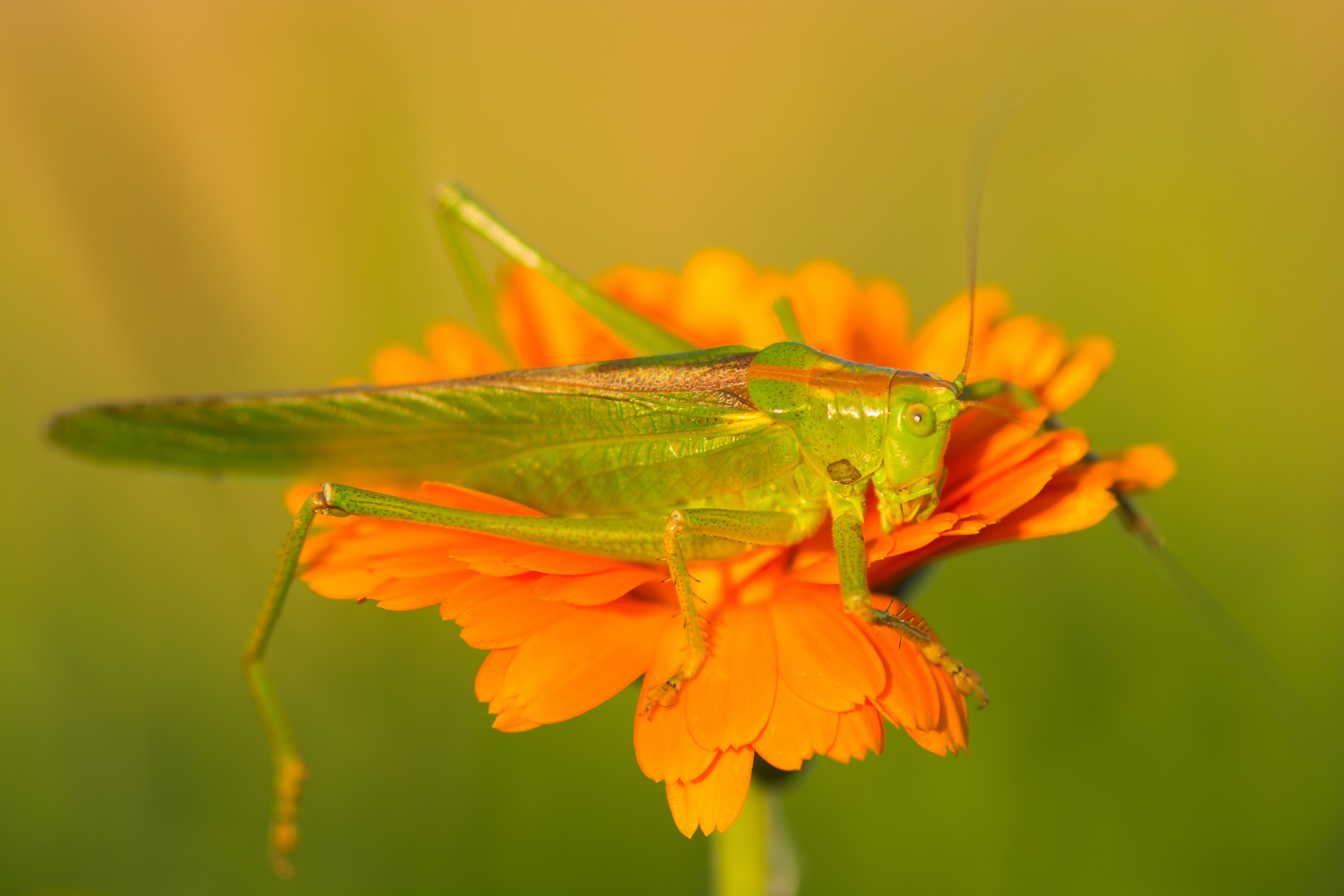 Grün auf Orange