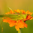 Grün auf Orange