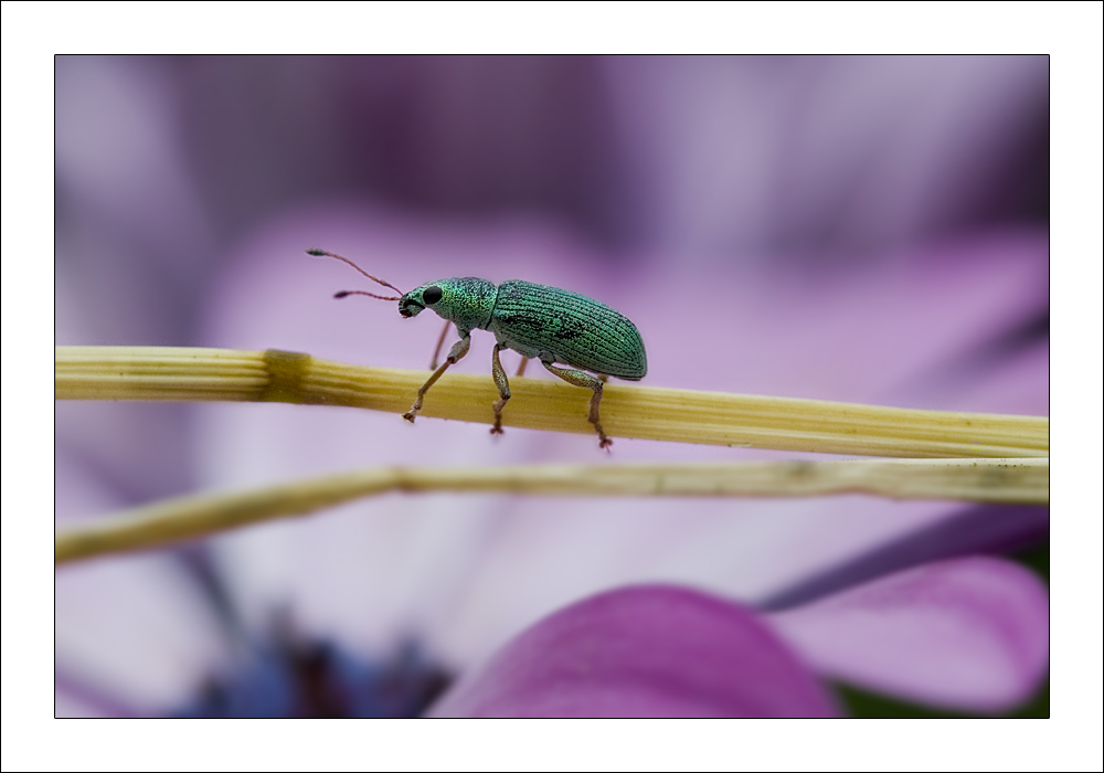 Grün auf Pink...