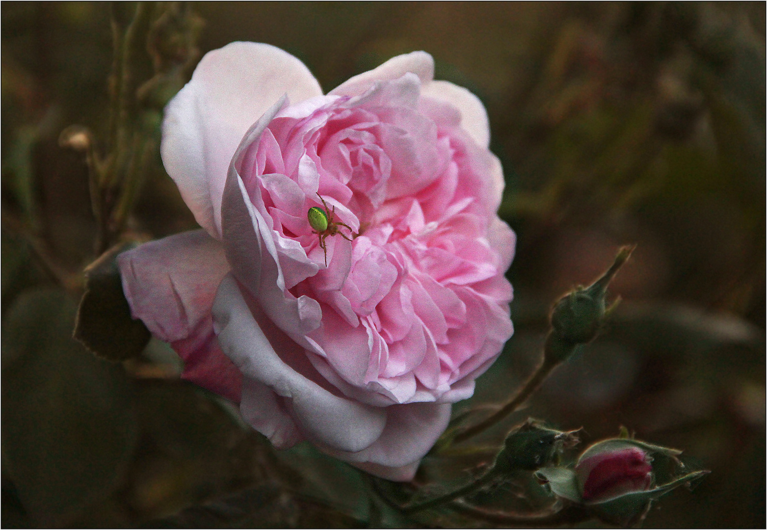 Grün auf Pink.