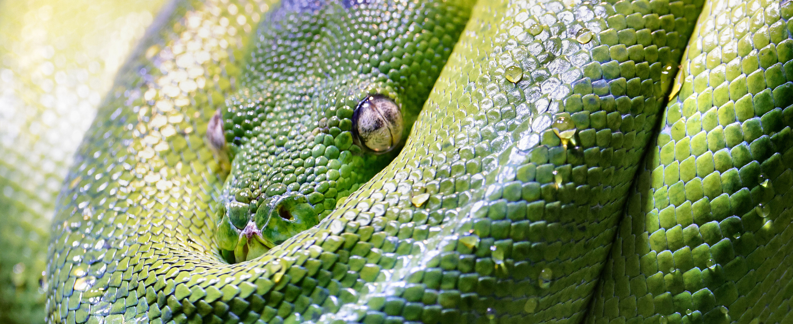 grün +  baum + python 