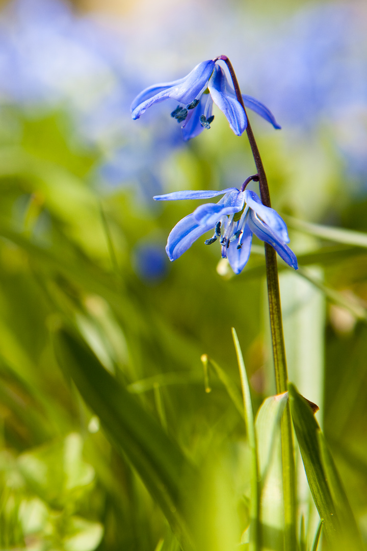 grün-blau