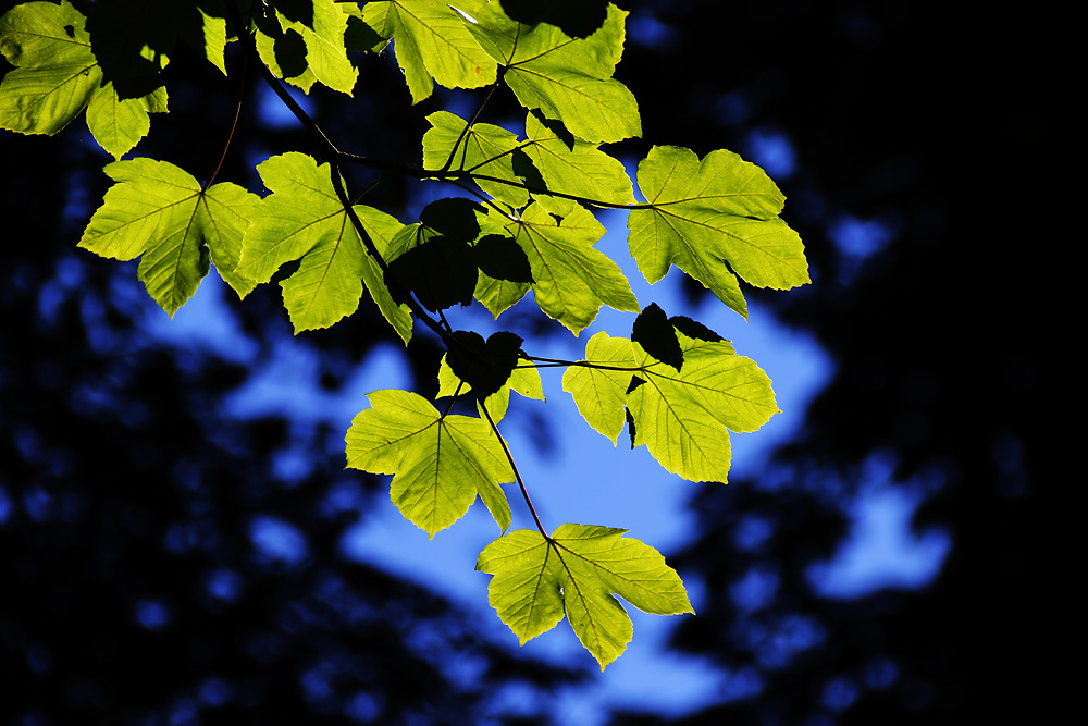 grün-blau