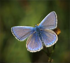 Grün-Blau