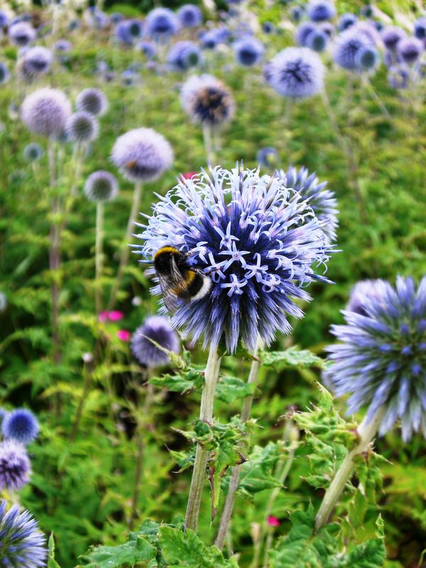 grün, blau, gelb und ein bisschen schwarz