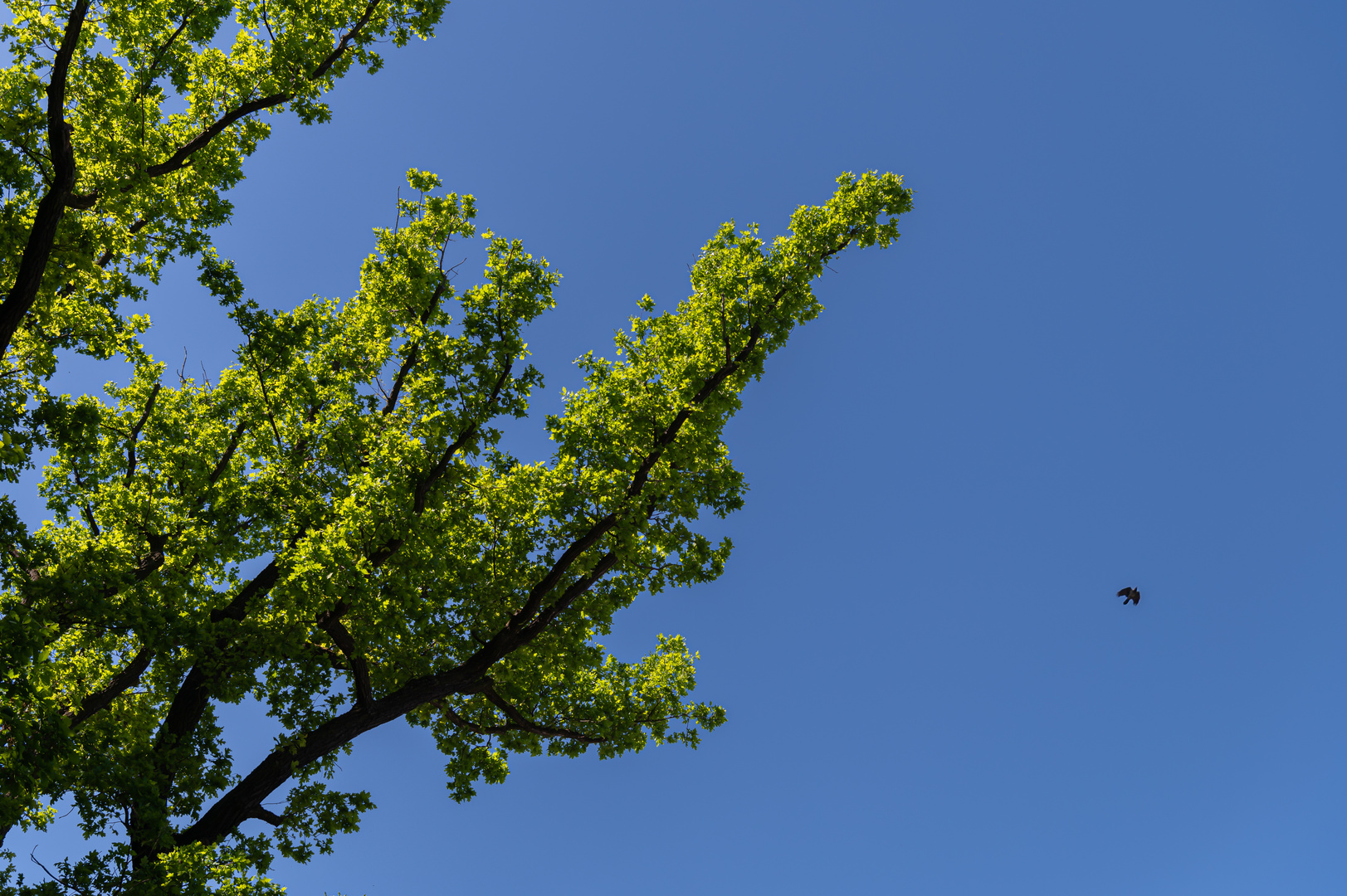 Grün, Blau, Vogel