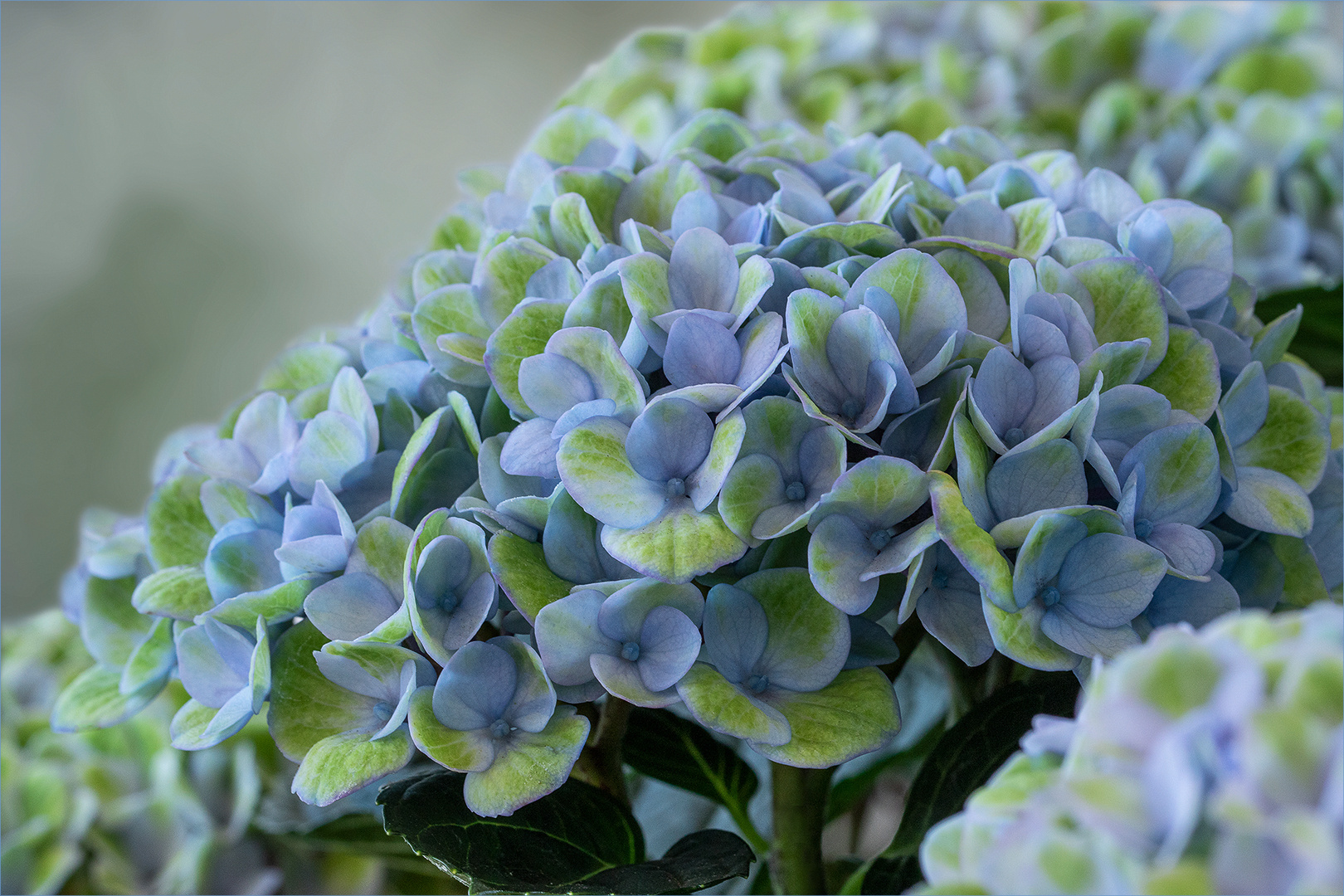 Grün-Blaue Hortensie...