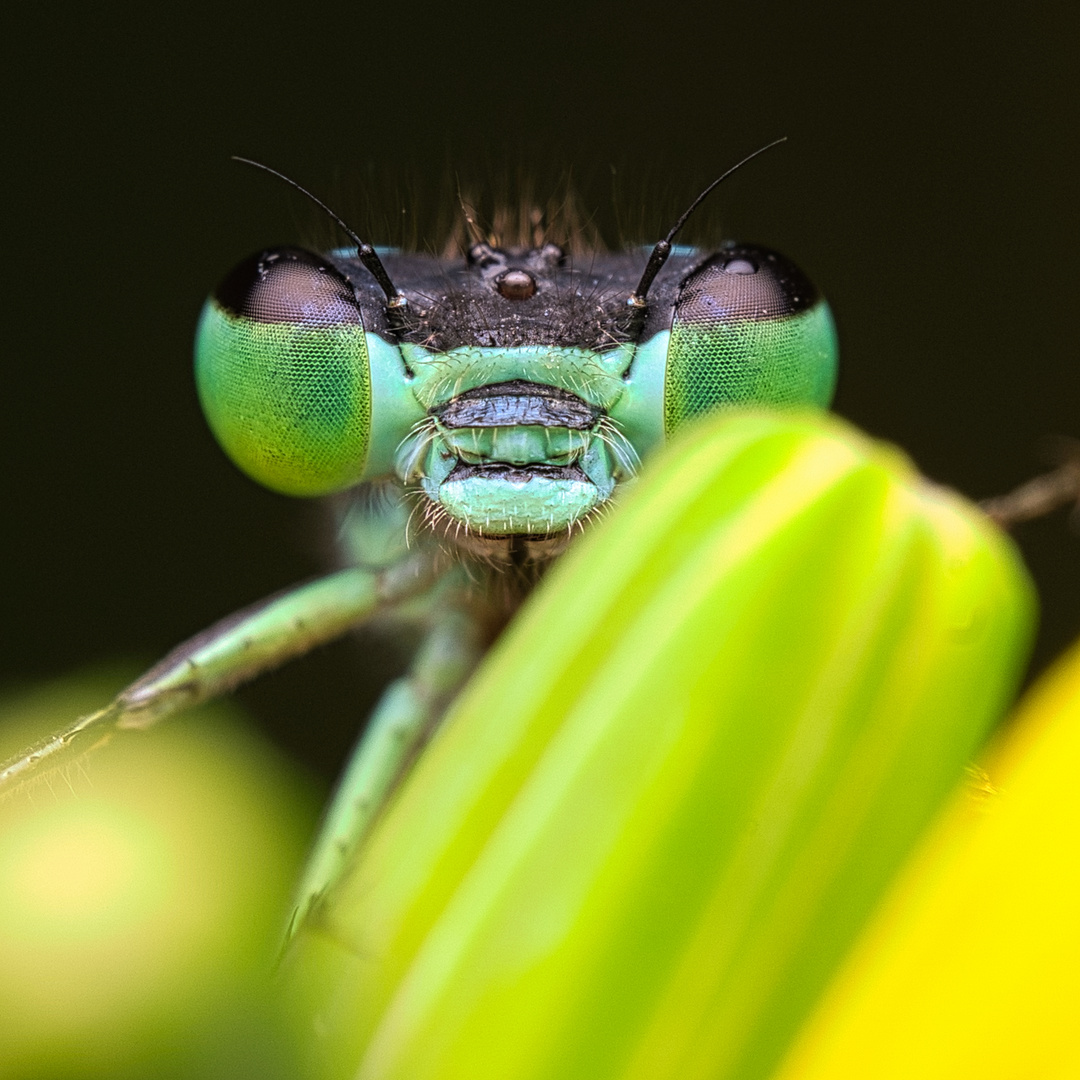 Grün-blaue Libelle