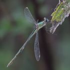 grün-blaue Libelle