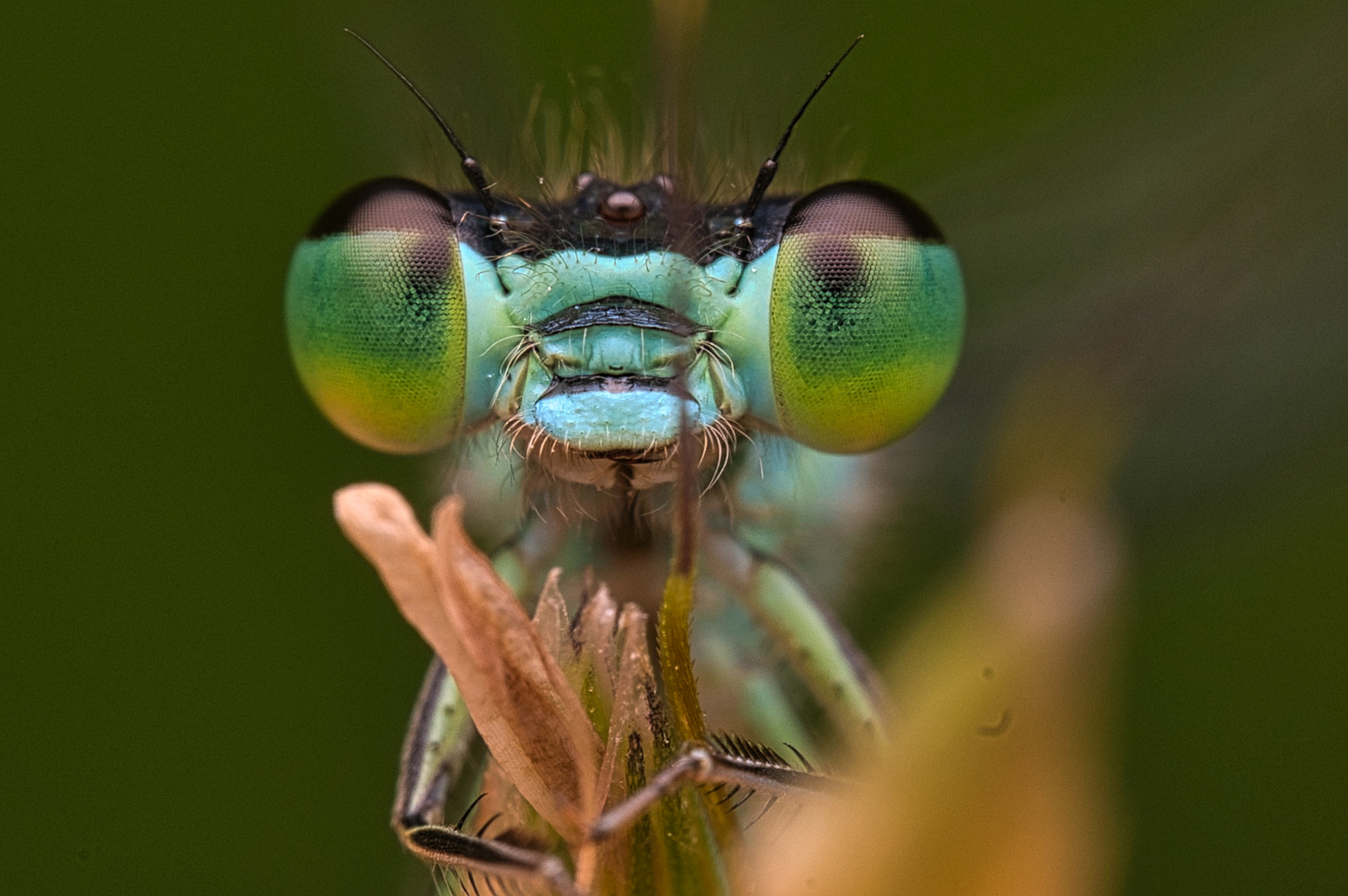 Grün-blaue Libelle