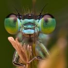 Grün-blaue Libelle