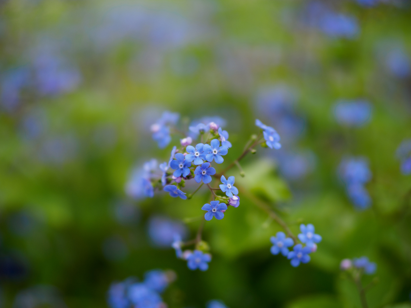 Grün-Blauer Frühling